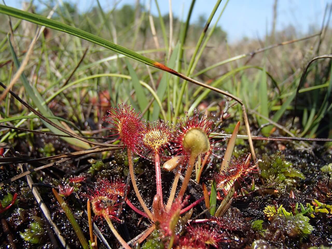 sundew, plant, carnivorous